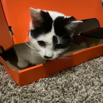 BillsSabresFan2's profile picture. 