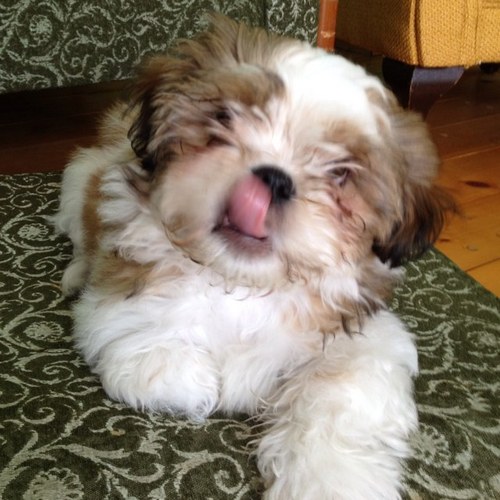 9livesking9's profile picture. 