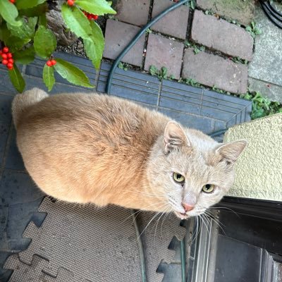 不幸な猫を減らしたい。お外のさくら猫30匹ごはん、里親募集中の保護猫10数匹。自宅の2階をシャルターにしていて保護から譲渡までやっています。TNRM+保護猫活動 。保護だけでは不幸の連鎖は止められない外猫に不妊去勢手術を。蛇口閉めが重要。Amazon欲しいものリストへのご協力お願い致します。