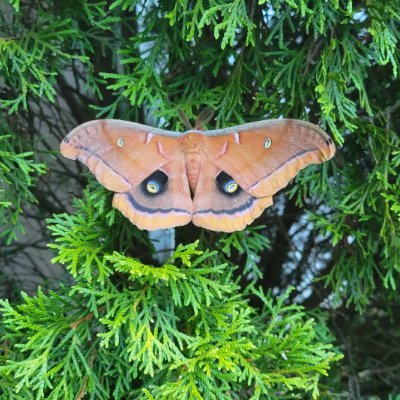 2nrvus's profile picture. Mom, wife, caregiver,  and TBI Survivor