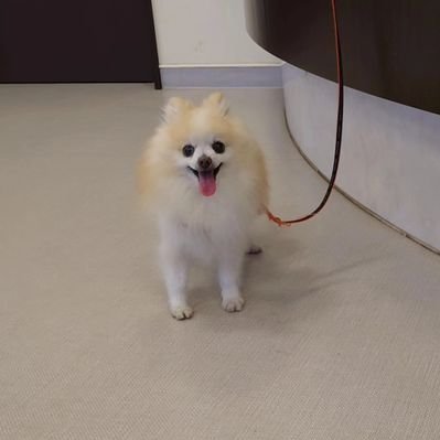ぽーくんちゃん