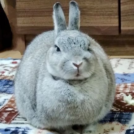 @OKENO_JINJIN