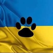 SOdessa15628's profile picture. Rescuing abandoned, injured and suffering strays from different zones. Join to make a difference by donating...