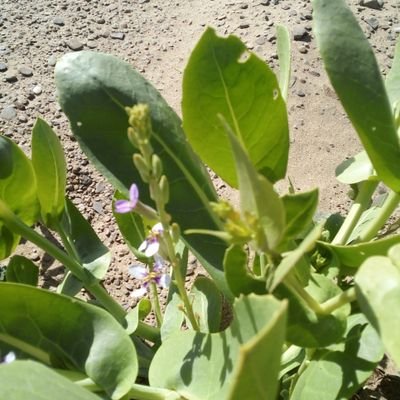 lymmd194351's profile picture. 