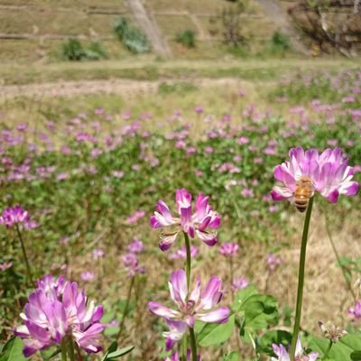 なべちゃんの養蜂日記