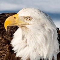 Clair Kuhic (@ckuhic88731) 's Twitter Profile