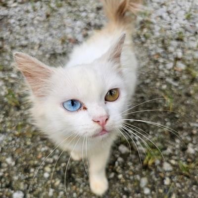 5zi_pezi's profile picture. Electrical Engineer | Pecinta teknologi | Androidian