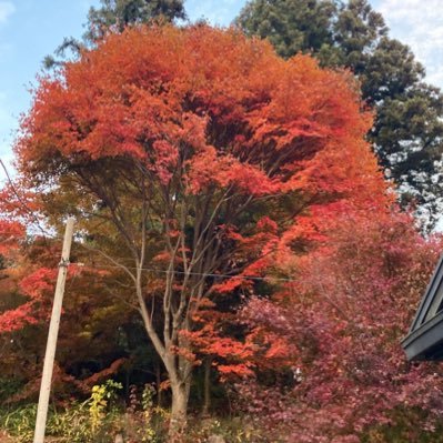 那須の麓の広大な地でひっそりとイロハモミジの植木を専門に作っています🍁🌳 丁寧な栽培を心がけています。過去には県庁前の街路樹や東京スカイツリー、清水寺、熊本城、富士スピードウェイ、皇居などに採用されました！！ 元々は酪農をしていました。#那須 #紅葉 #植木 #栃木 #もみじ #那須高原 #イロハモミジ #酪農
