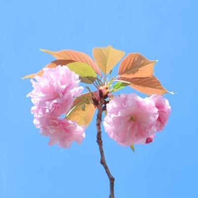pelsinen's profile picture. 