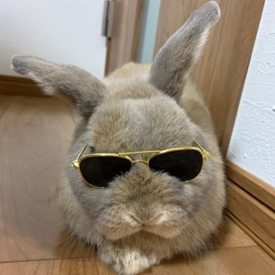 大阪生まれ大阪育ち。うさぎが好き🐰立ち耳のホーランドロップ🐰2021年12月16日生まれ🐰リンクスの男の子と暮らしています🐰名前はテンちゃんです🐰