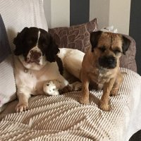 Sir Bailey & Sir Buster 🏴 (@baileyspringer1) 's Twitter Profile