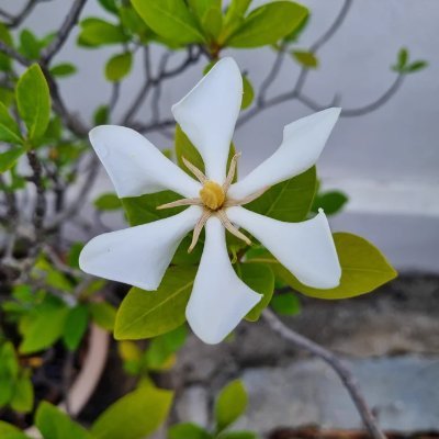 花は私たちの生活に欠かせないものです。 花には、私たちの生活に幸福をもたらし、周囲の環境をより住みやすい場所にする責任があります。ですから、私たち全員が家や近所に花を植えて、その場所を美しくし、通り過ぎる人たちに幸福と喜びをもたらす必要があります。