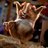doda_blac's profile image