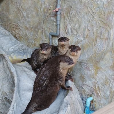 メルカリで本日中に売れなければ300円❗title「寂しがりやのニャンコ」 Posts with replies by もぐらし (@U2ZUzlnzTDBOKbW) / X
