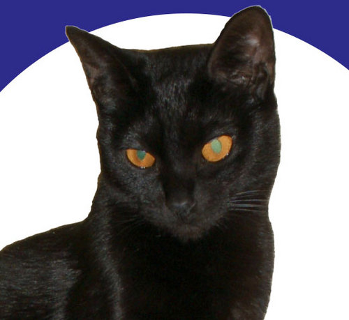 CatTasmanian's profile picture. 