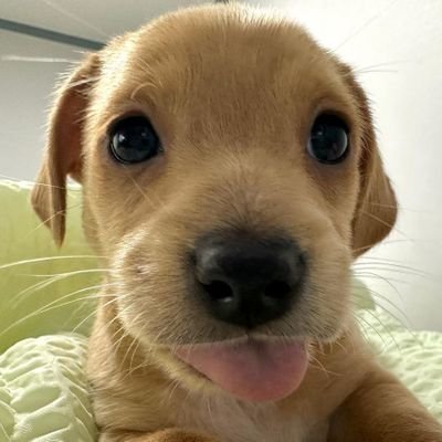 TotoPamei's profile picture. currently in Spain. 
but the S is silent