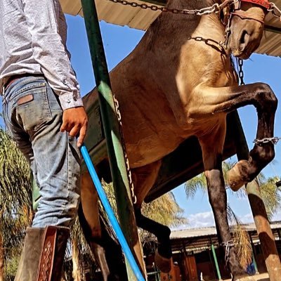 Horse trainer Cuadra 〽️Z