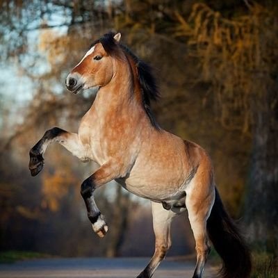 Explore Cute here 👉 @horse_society
We daily share #horse content.
💥update picture/videos daily