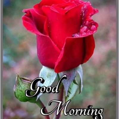 Khursheedali92's profile picture. 