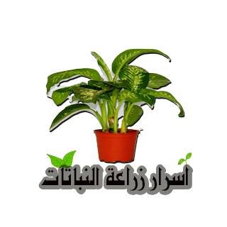 qasemmmm's profile picture. 