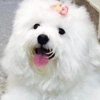 Teka 🍀🇧🇷 🇮🇱🇺🇸 (@tekatmj) 's Twitter Profile Photo