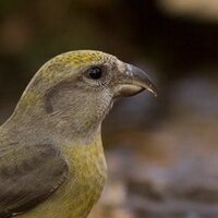 Vogelwacht Utrecht (@vogelwachtutr) 's Twitter Profile