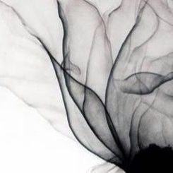 xavajoy's profile picture. 🪸🐚