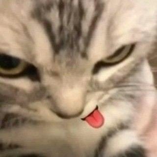 aloccaaaaj's profile picture. 