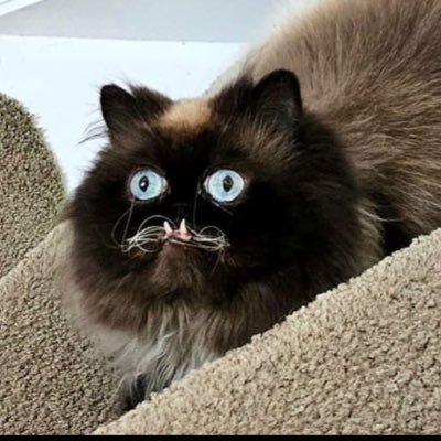 spacecaton's profile picture. 🛸cats synths and  $TAO $DEVVE 🛸