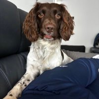 Dave Reid (@davereid5555) 's Twitter Profile