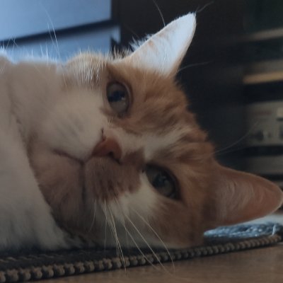 Yagics_'s profile picture. Bouffon sur internet | Some people even think is fun to smash pumpkins