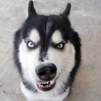 Huskypalooza Profile Picture