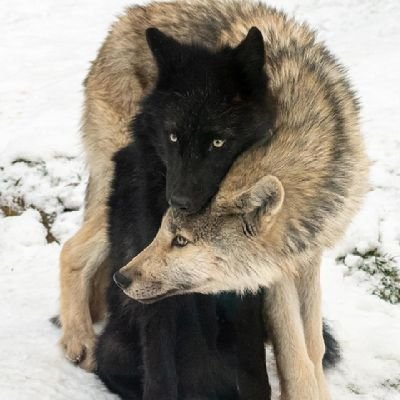 Conosco la metà di voi solo a metà e nutro, per meno della metà di voi, metà dell'affetto che meritate.
Bilbo Beggins