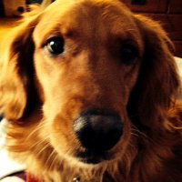 Nya Gleichner (@ngleichner93155) 's Twitter Profile