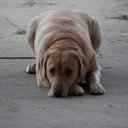 Nick Shepard - @NickShepar24295 - Twitter