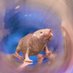 Brieño-Enriquez lab (@brienoangel) Twitter profile photo Brieño-Enriquez lab (@brienoangel) Twitter profile photo
