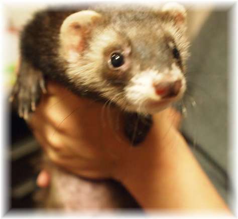 yubrink182's profile picture. 気が付けば43歳！年齢に抗うため、日々美容道を邁進 しています。9歳児と5歳児のママです。キャバリアのチャーリーとアンジュ、フェレットのパンちゃん、金魚の世話にも追われています。