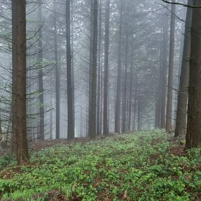 RomFib's profile picture. 