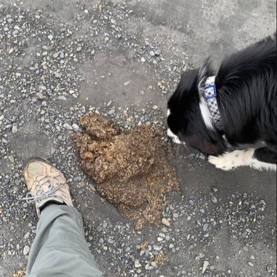 MaineiacNC's profile picture. 