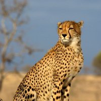 sam.sh (@samirsh63033327) 's Twitter Profile