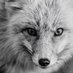 Silver Fox (@thesilver_foxy) Twitter profile photo