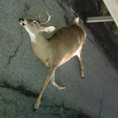 millernick1994's profile picture. NFL