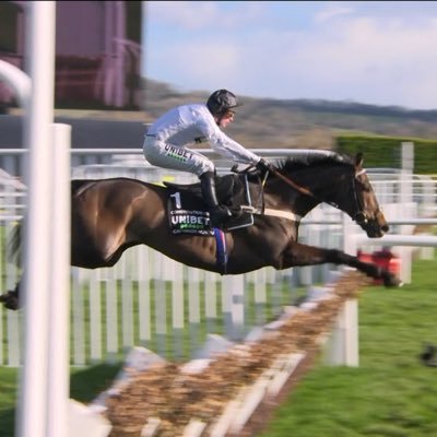 TamboHorses's profile picture. 