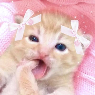 kittaeuwu Profile Picture