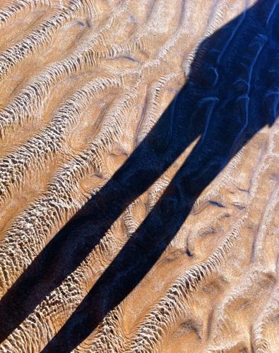 diplomaticdingo's profile picture. 