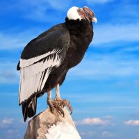 J (@romansenator76) 's Twitter Profile