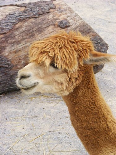 Llama 🦙 & OD 💛💚