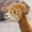 gingerllama79's profile image