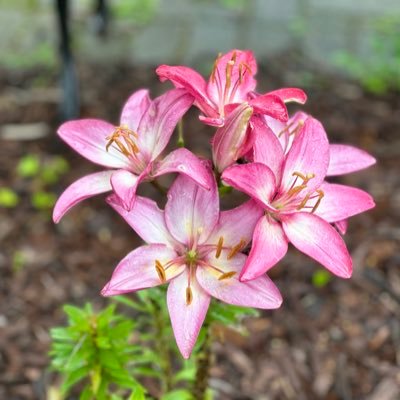 Haze315's profile picture. local canna reviews