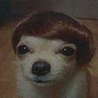 I want a dog with justin beiber hair